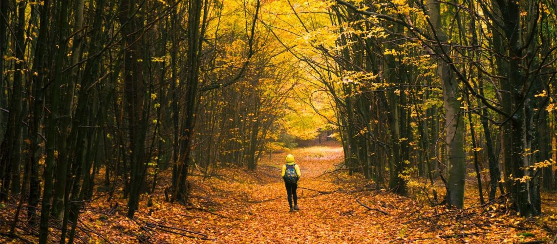 Young hiker walking down a pathway in the forest covered with leaves in bright autumn colours.